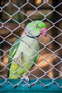 The parrot Foto stock