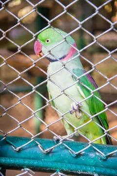 The parrot Stock Photos