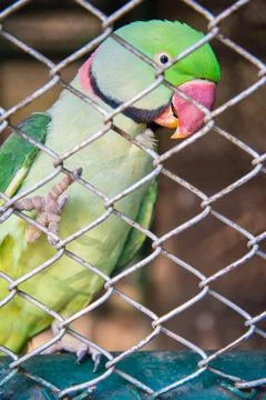 The parrot Stock Photos