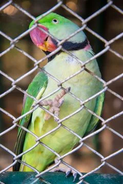 The parrot Stock Photos