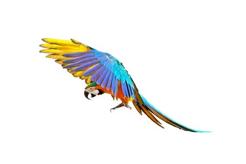 Parrot Stock Photos