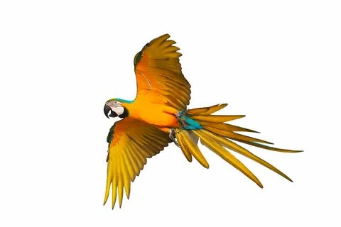 Parrot Foto stock