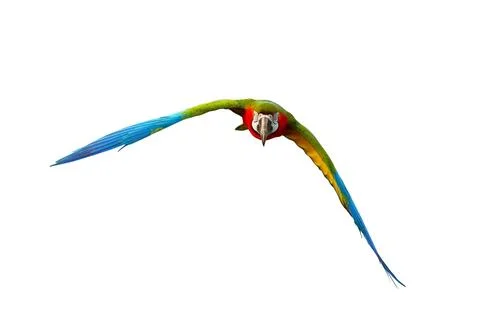 Parrot Stock Photos