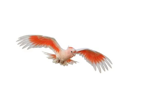 Parrot Stock Photos