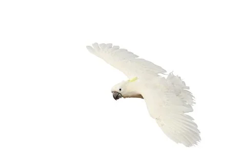 Parrot Stock Photos
