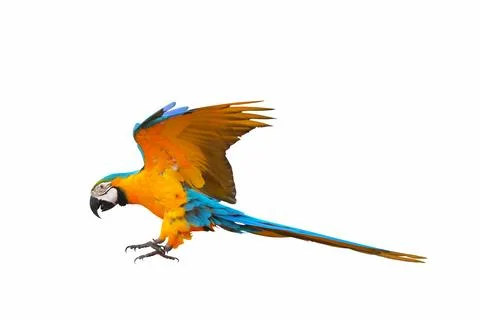 Parrot Foto stock