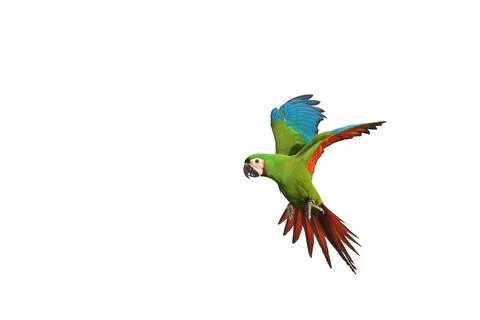 Parrot Stock Photos