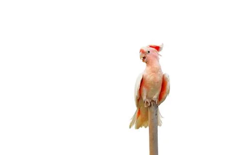 Parrot Stock Photos