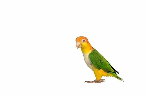 Parrot Stock Photos