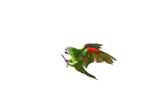 Parrot Foto stock