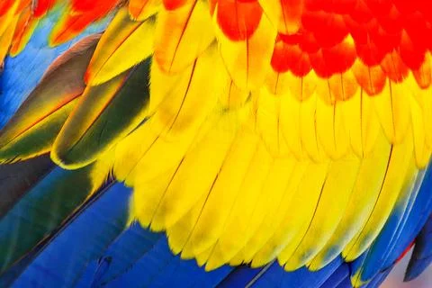 Parrot Stock Photos
