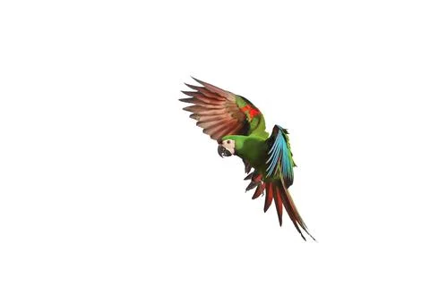 Parrot Foto stock