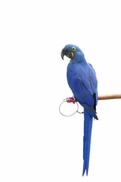 Parrot Stock-Fotos