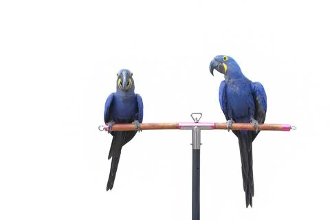 Parrot Stock Photos