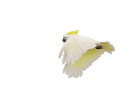 Parrot Foto stock