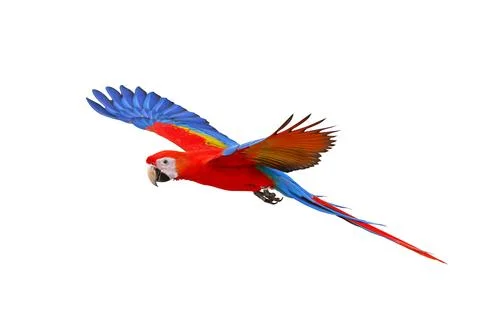 Parrot Foto stock