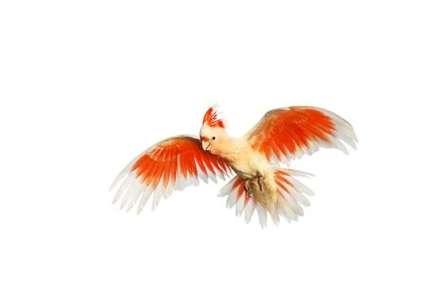 Parrot Stock Photos