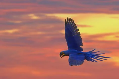 Parrot Foto stock
