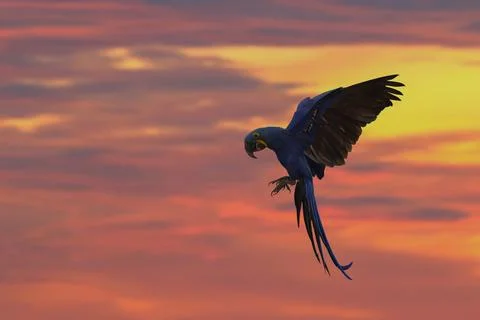 Parrot Foto stock