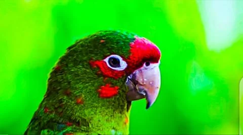 A parrot 写真素材