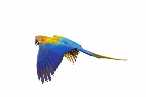 Parrot Stock Photos