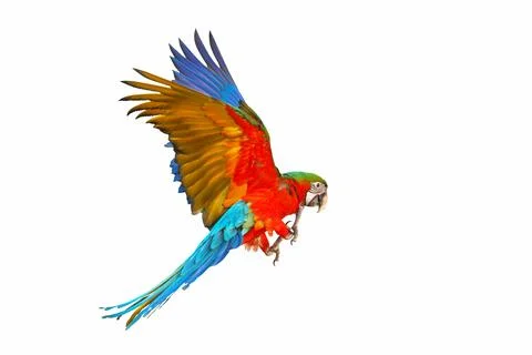 Parrot Foto stock
