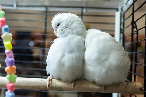 The parrot Stock Photos