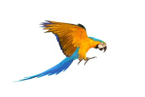 Parrot Stock Photos