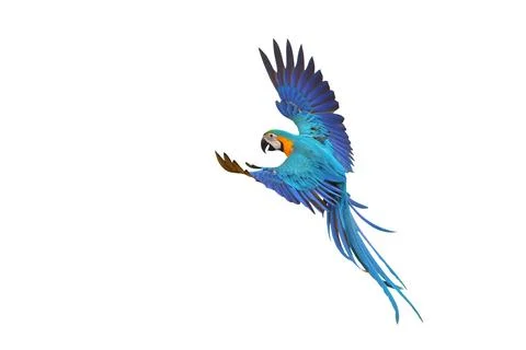 Parrot Foto stock