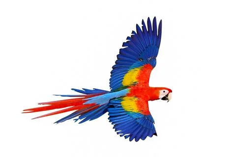 Parrot Stock Photos