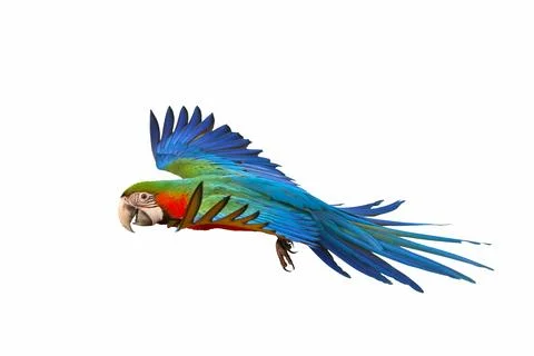 Parrot Stock Photos