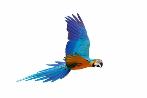 Parrot Stock Photos