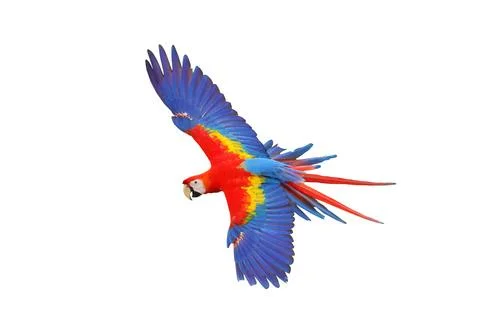Parrot Stock Photos