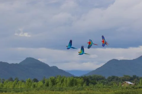 Parrot Stock-Fotos