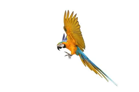 Parrot Foto stock