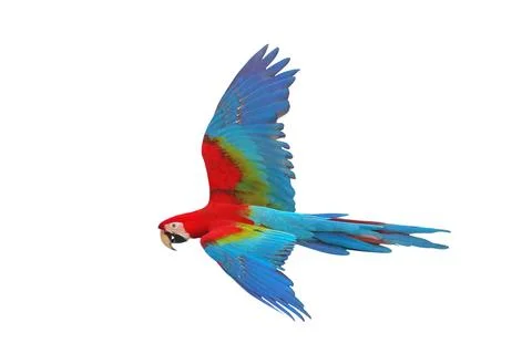 Parrot Stock Photos