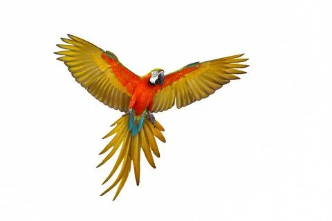 Parrot Foto stock