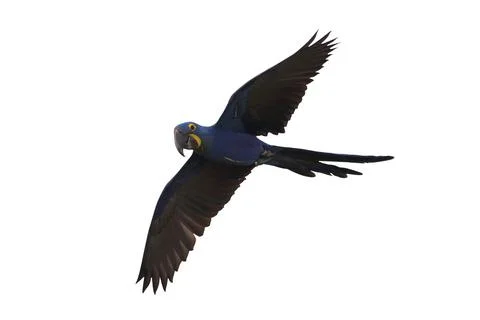 Parrot Stock Photos