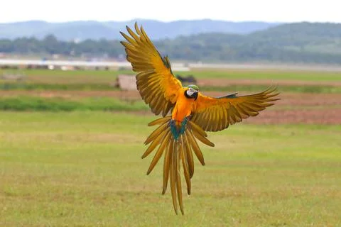 Parrot 스톡 사진