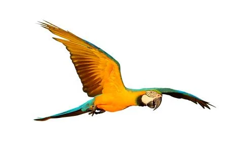Parrot Foto stock
