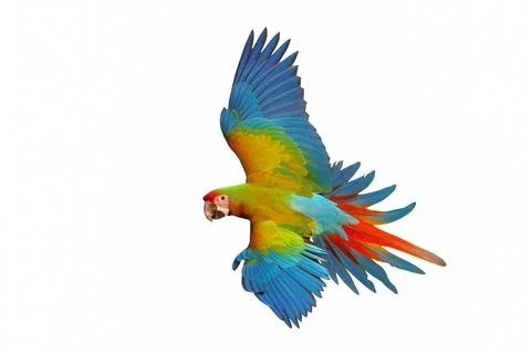 Parrot Stock Photos