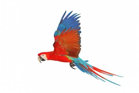 Parrot Stock Photos