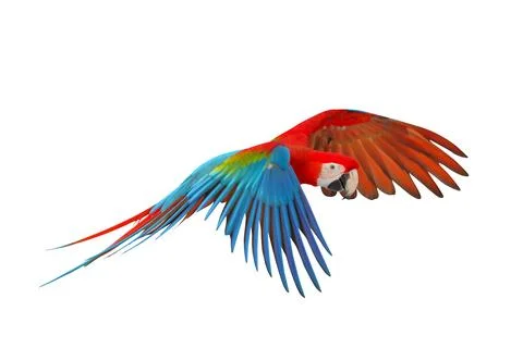 Parrot Stock Photos