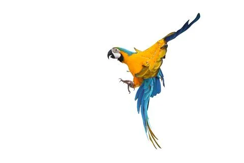 Parrot Stock Photos