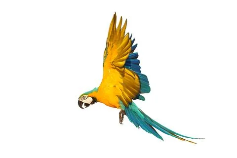 Parrot Foto stock