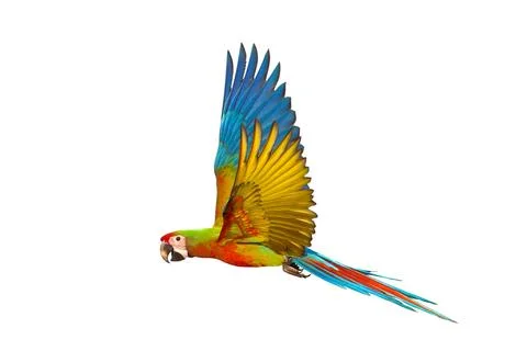 Parrot Stock Photos