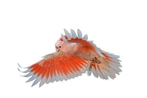 Parrot Stock Photos
