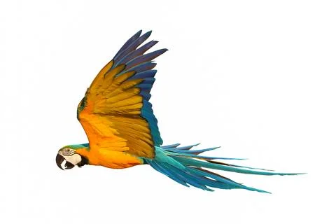 Parrot Stock Photos