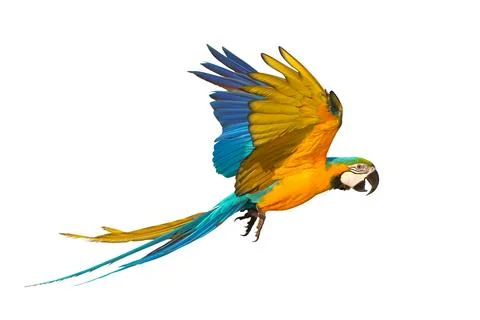 Parrot Foto stock