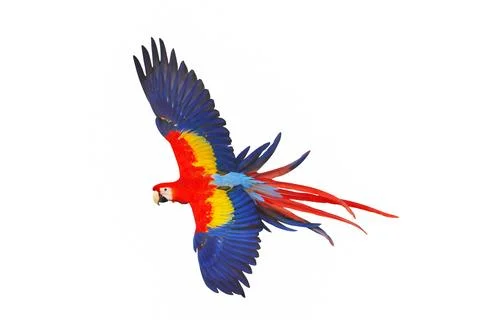 Parrot Stock Photos